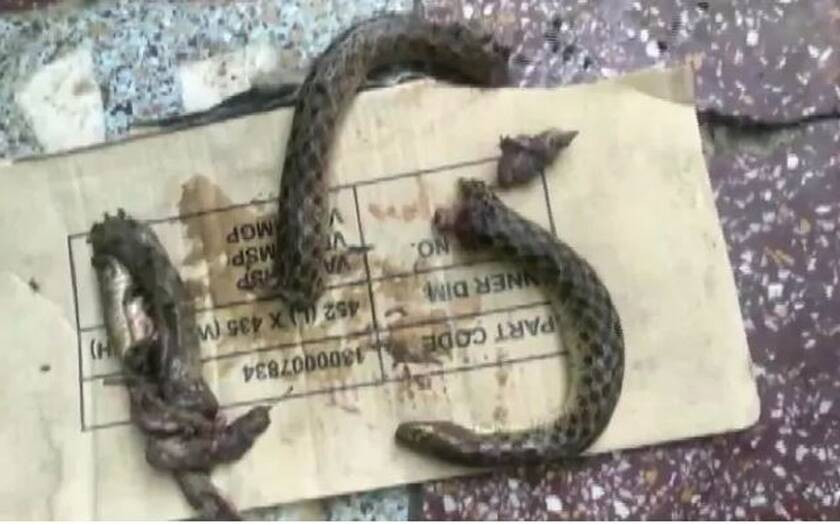 أجزاء ثعبان