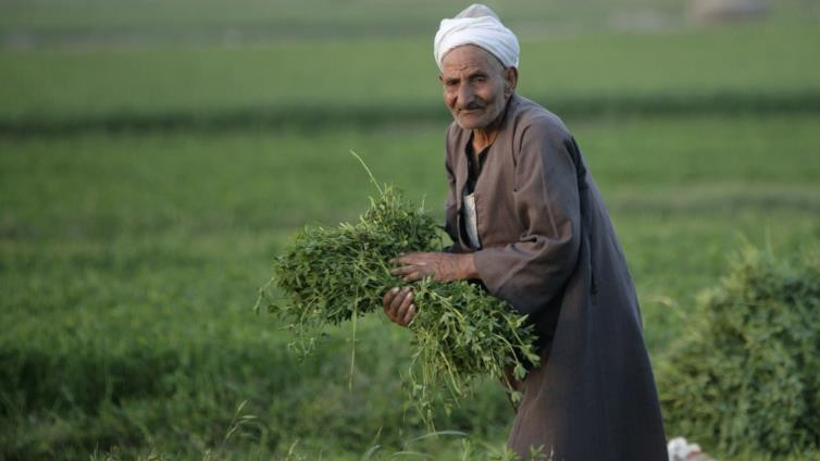الفلاح المصري
