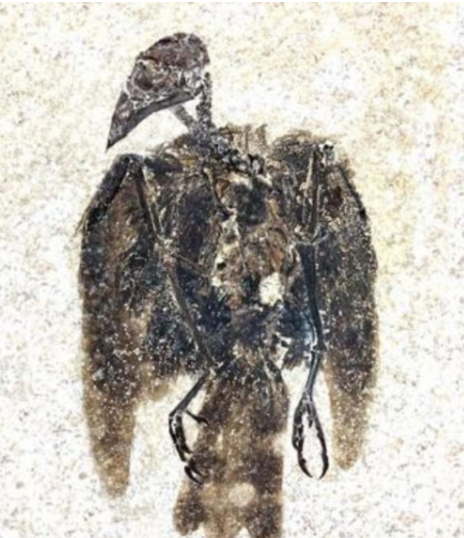 طائر عملاق