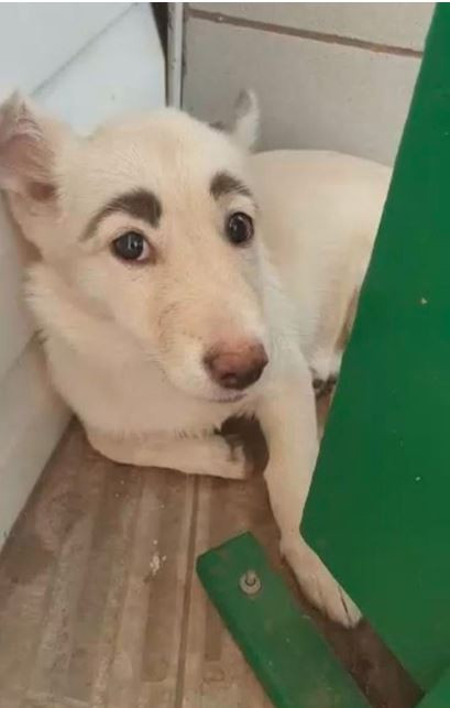 الكلب