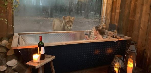 فندق Lion Lodge
