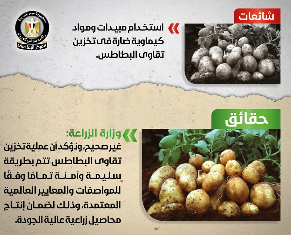 البطاطس