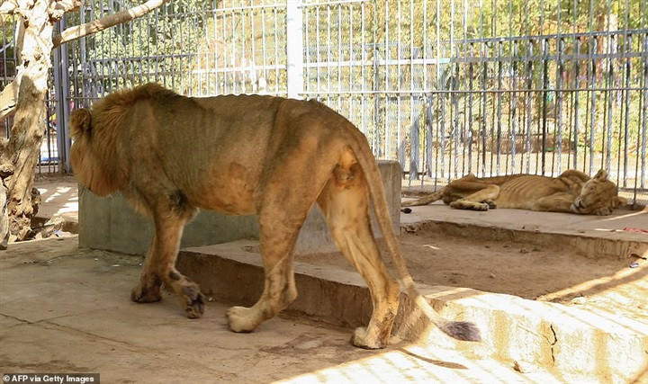 الأسد