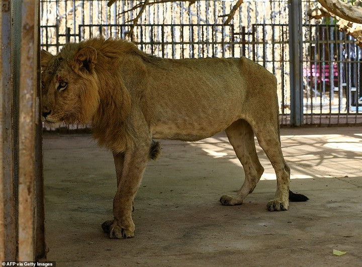 الأسد