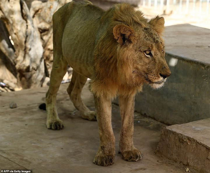 الأسد