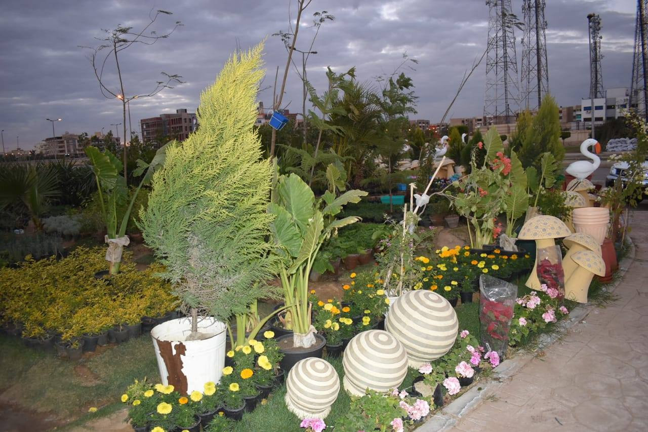 نباتات