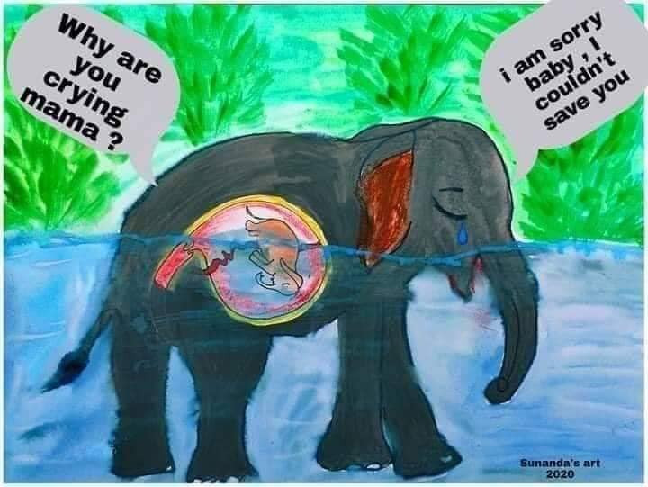 أنثى الفيل الحامل