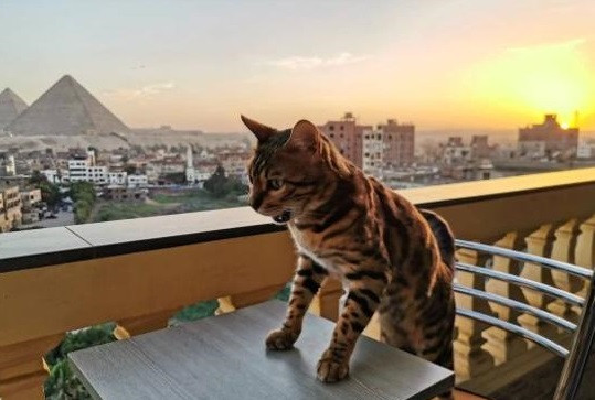 القط يوشى