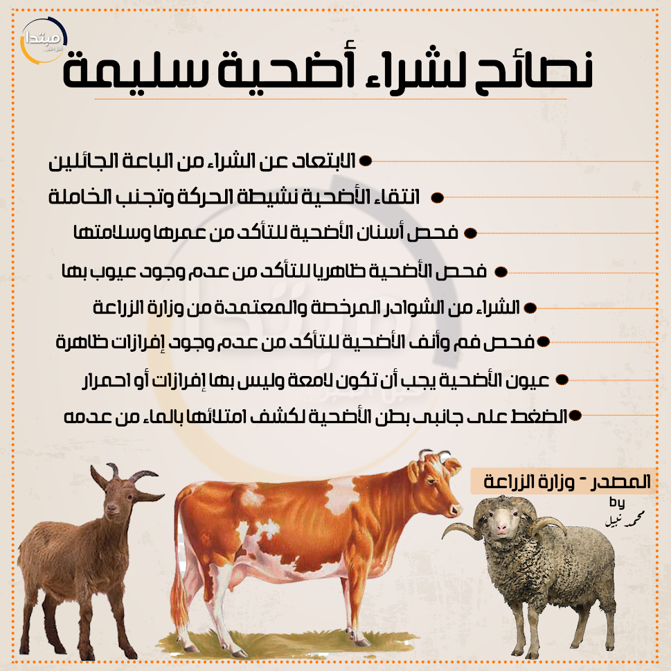 إنفوجراف.. نصائح لشراء أضحية سليمة