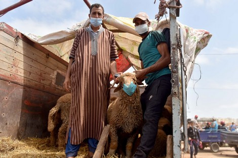 خراف ترتدى الكمامة