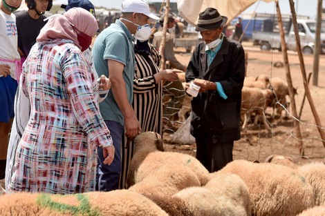 خراف ترتدى الكمامة
