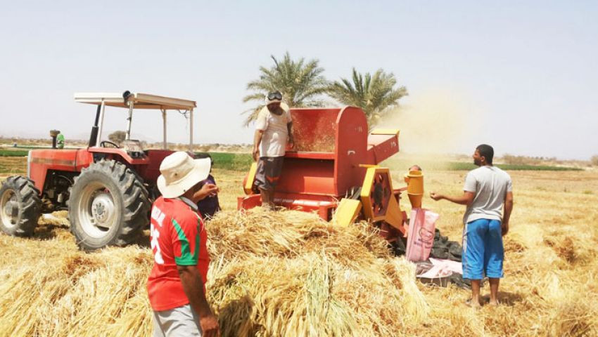حصاد القمح