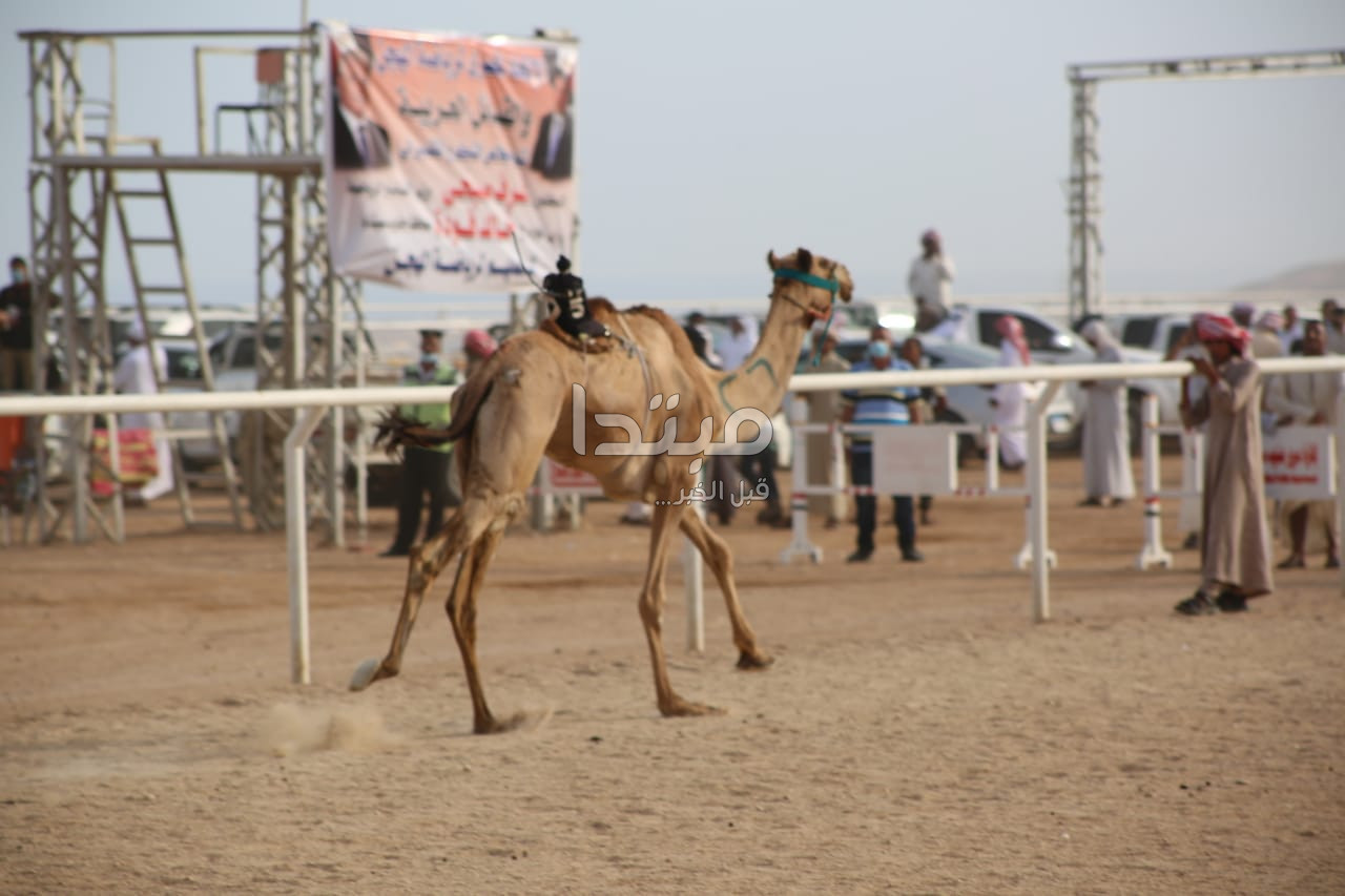 مهرجان شرم الشيخ لسباقات الهجن