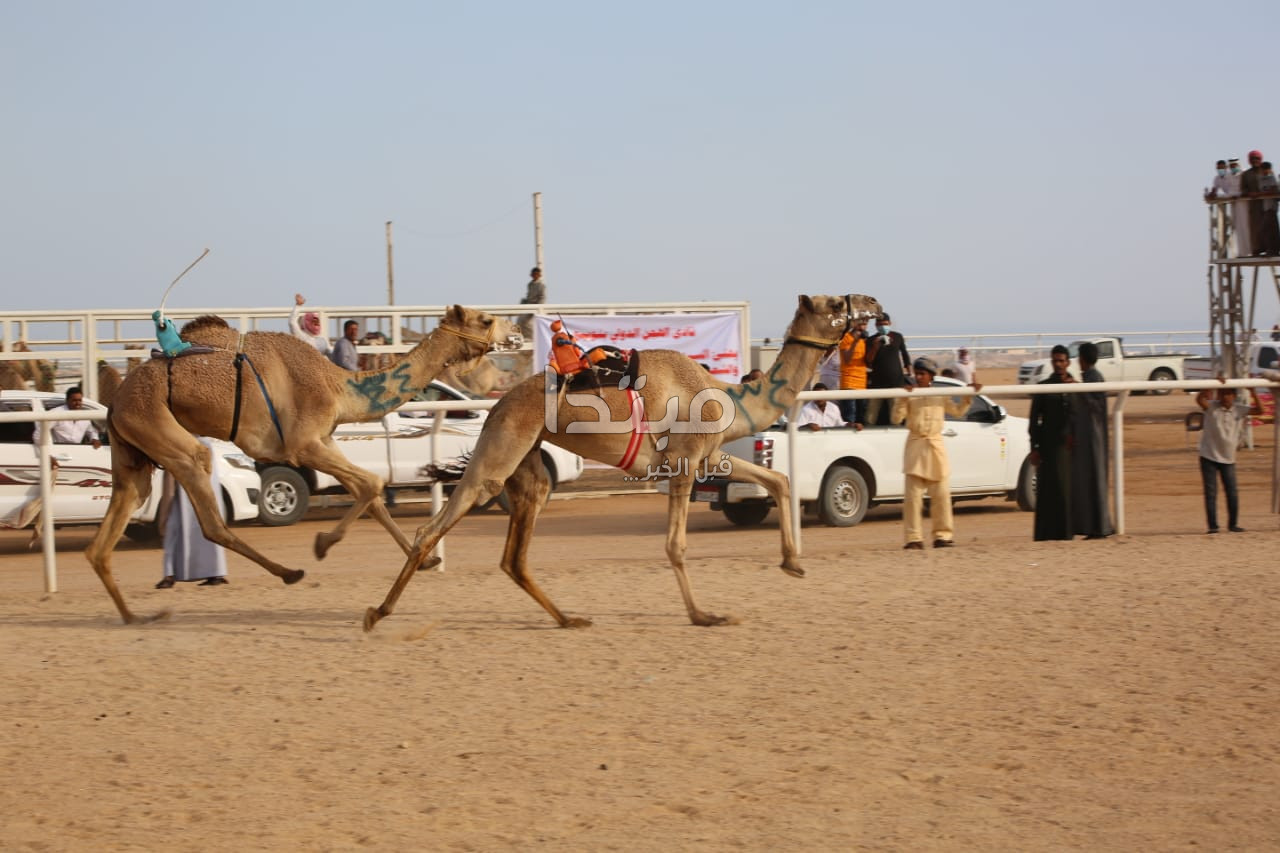 مهرجان شرم الشيخ لسباقات الهجن