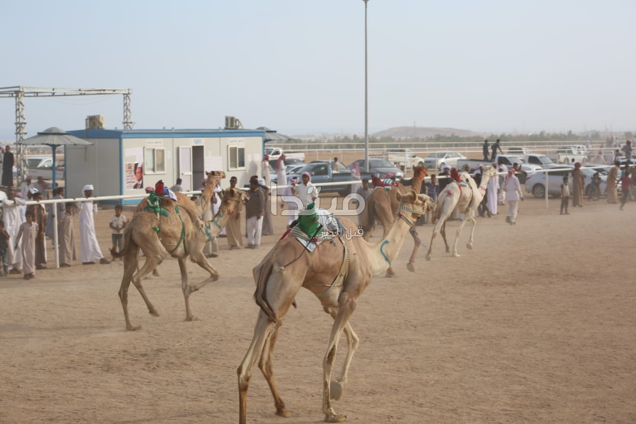 مهرجان شرم الشيخ لسباقات الهجن