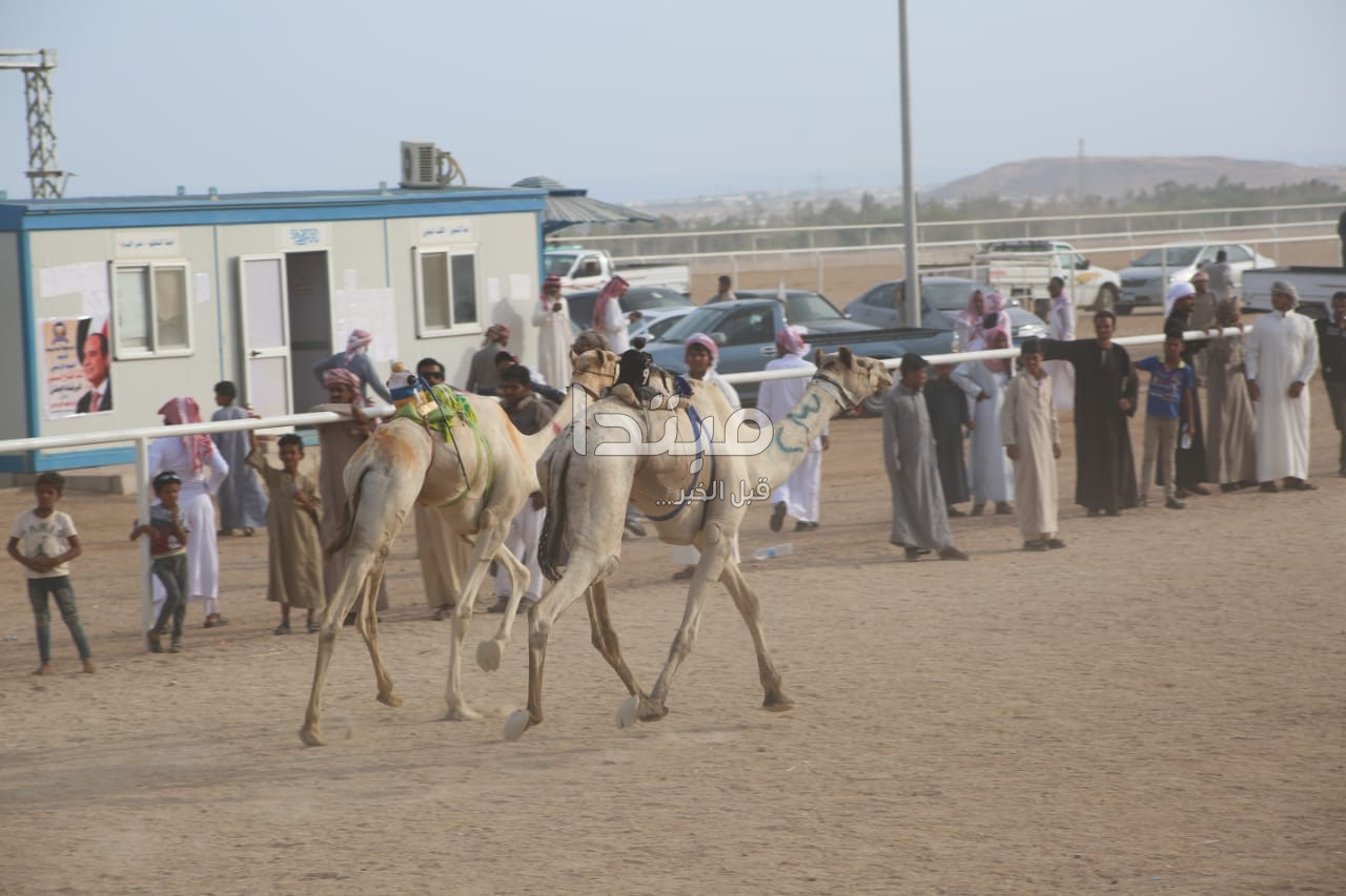 مهرجان شرم الشيخ لسباقات الهجن