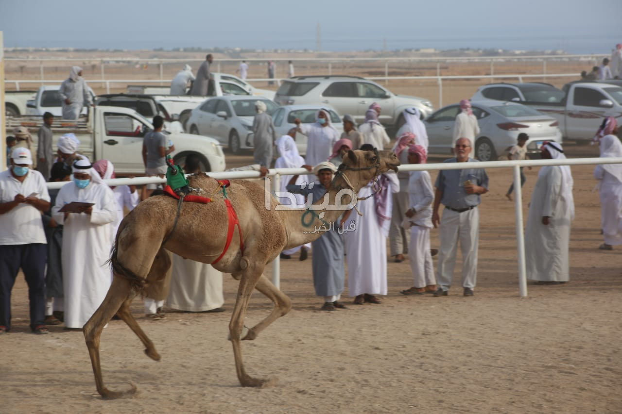 مهرجان شرم الشيخ لسباقات الهجن