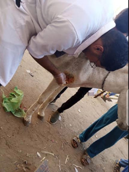 قافلة بيطرية