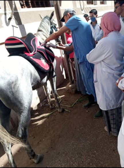 قافلة بيطرية