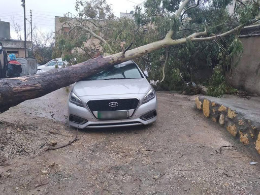 سقوط شجرة على سيارة