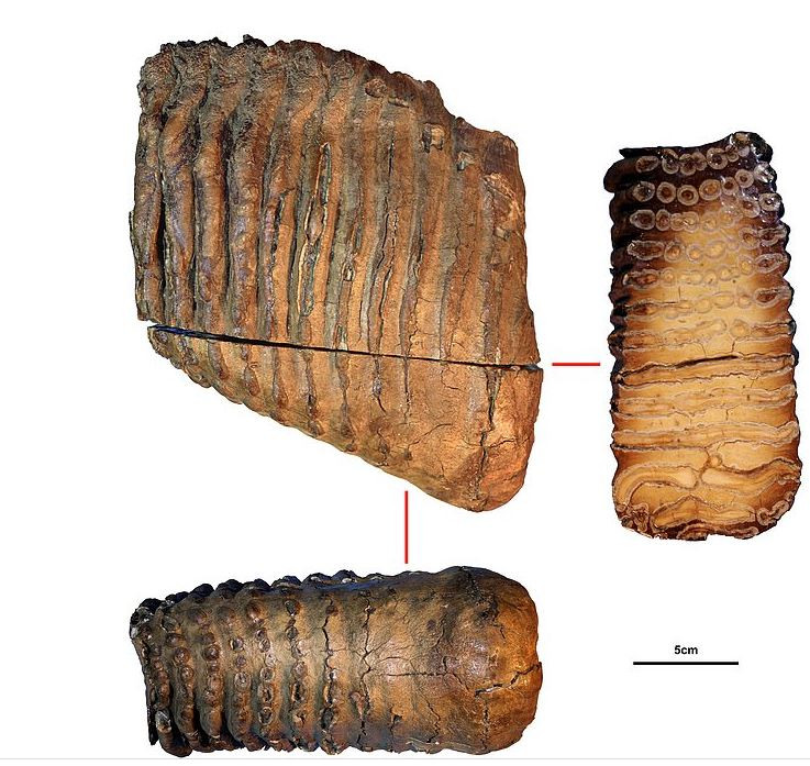 الماموث