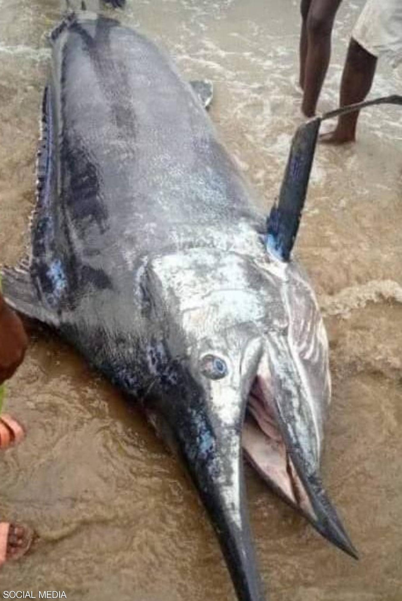 بلو مارلن