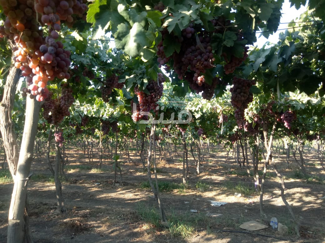 مبتدا داخل إحدى مزارع العنب