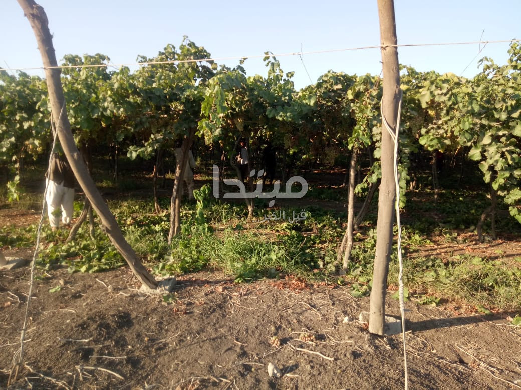 مبتدا داخل إحدى مزارع العنب