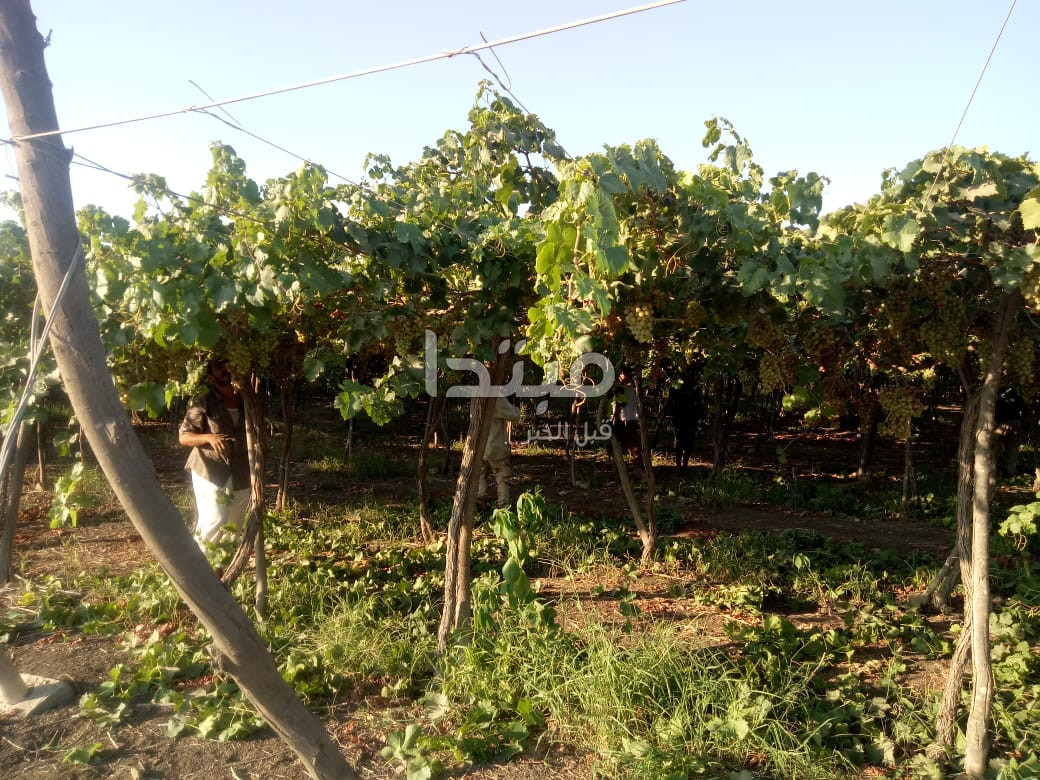 مبتدا داخل إحدى مزارع العنب