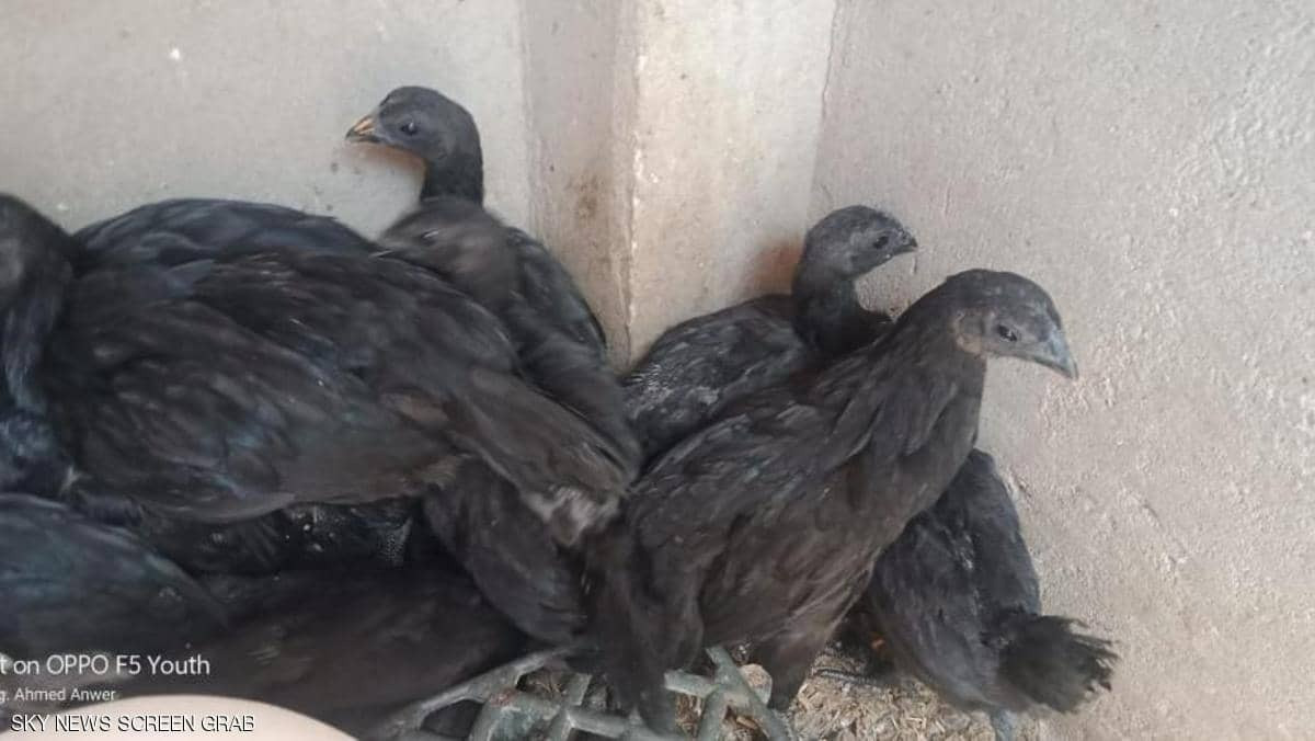 لامبورجينى وفينيكيس.. تعرف على الدجاج النادر فى مصر