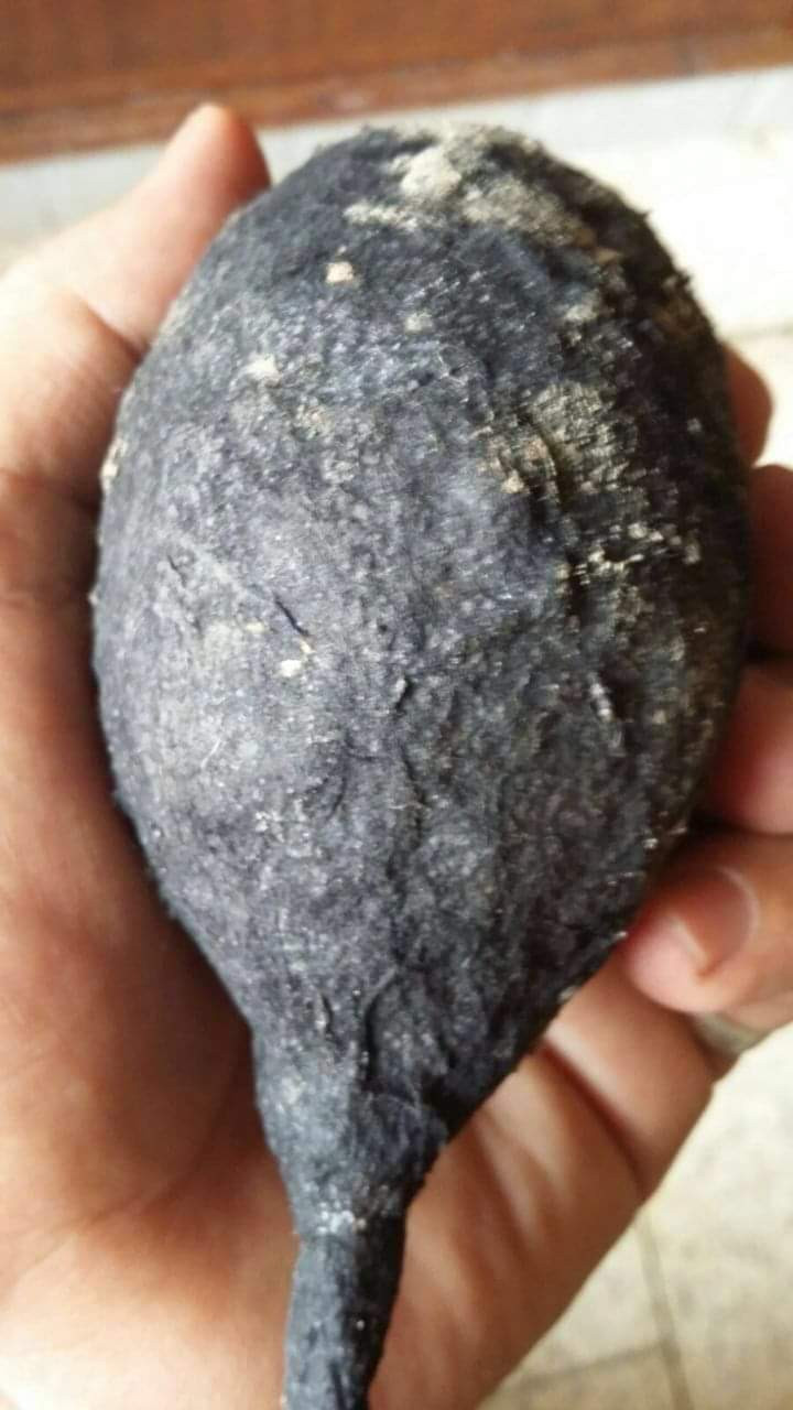 تجارة عش الخفاش