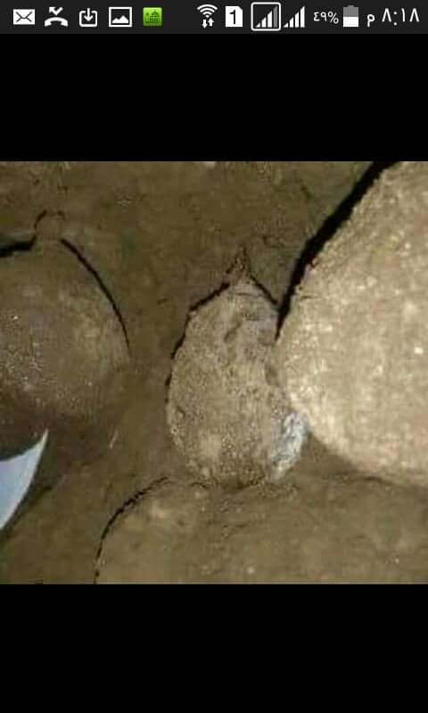 تجارة عش الخفاش