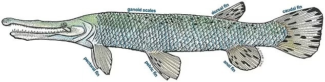 سمكة تمساح