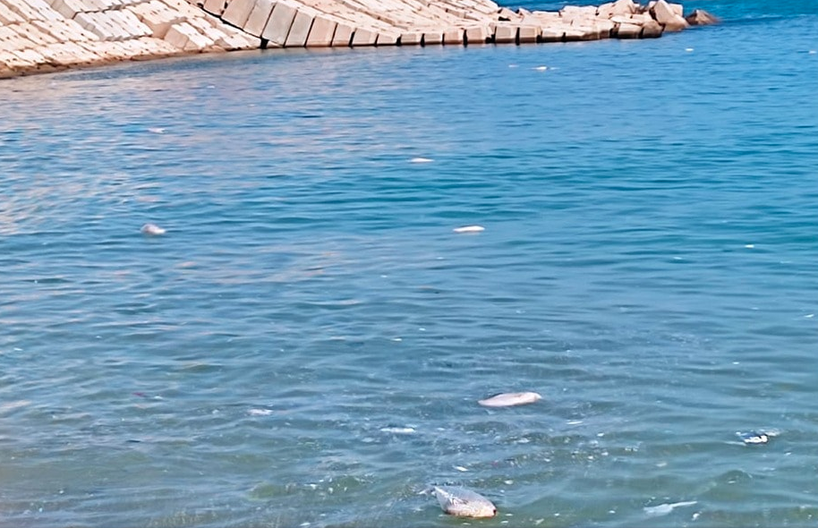 حاوية لحوم