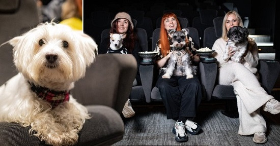 سينما للكلاب
