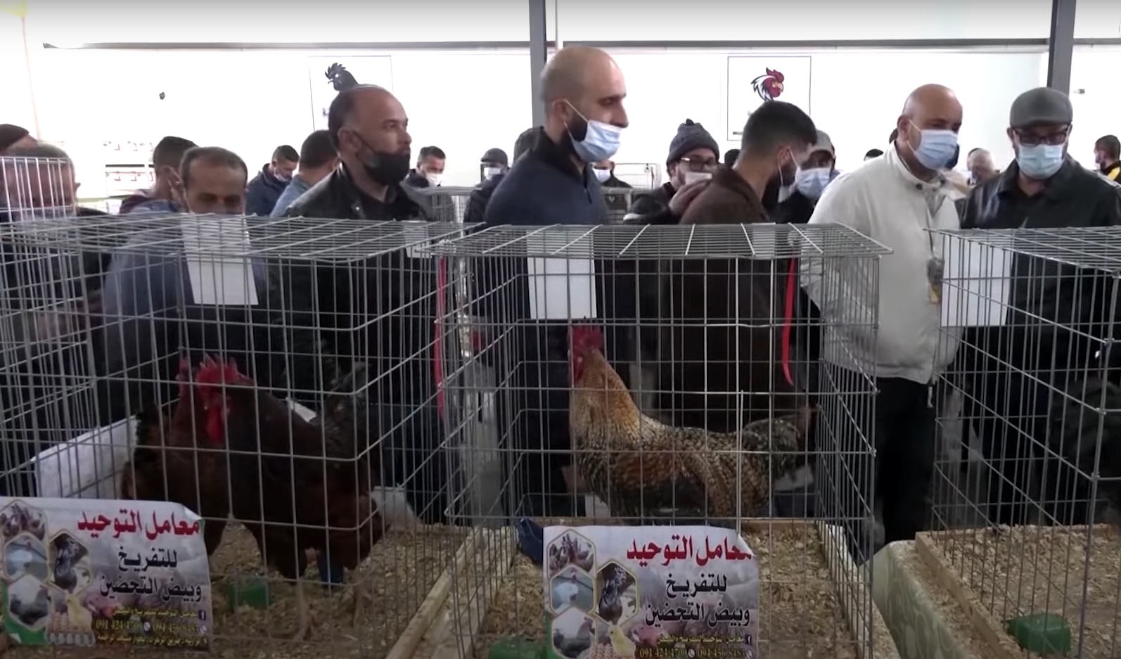 ملكة جمال الدجاج