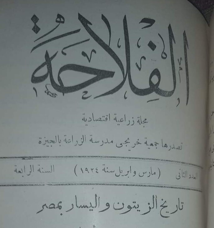 الزيتون