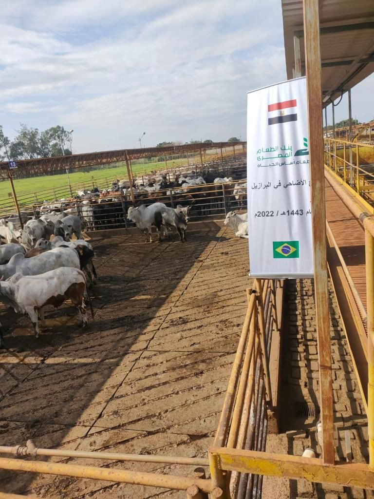 التحالف الوطنى للعمل الأهلى التنموى