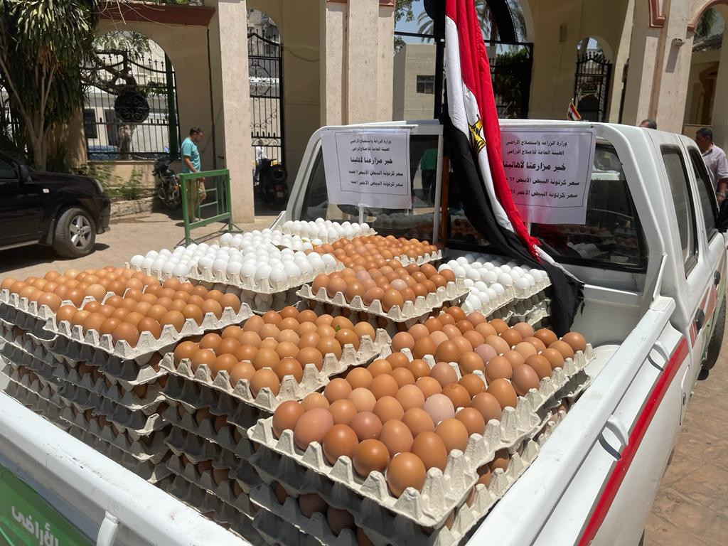 سعر البيض