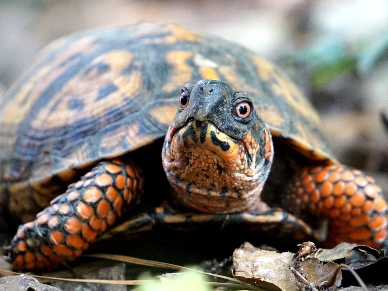 سلاحف