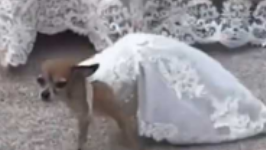 الجرو يرتدى حفل الزفاف
