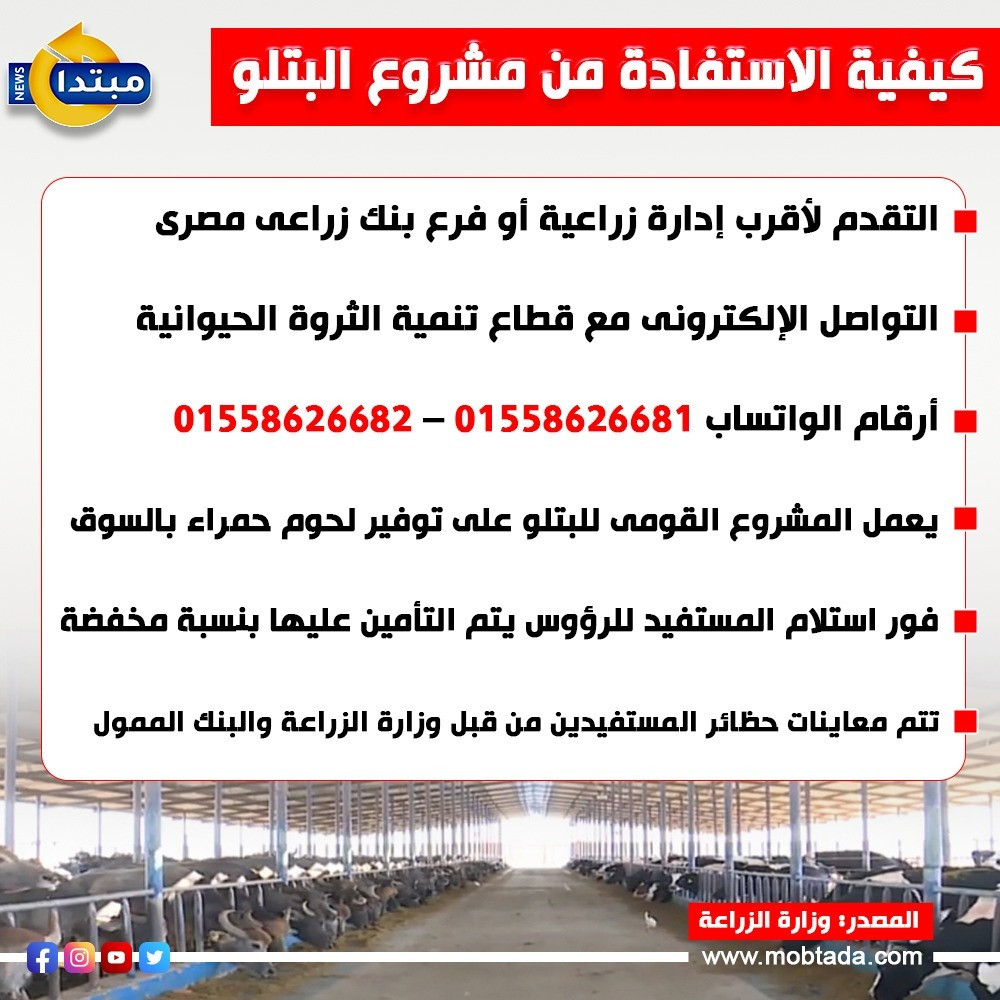 كيفية الاستفادة من مشروع البتلو (إنفوجراف)