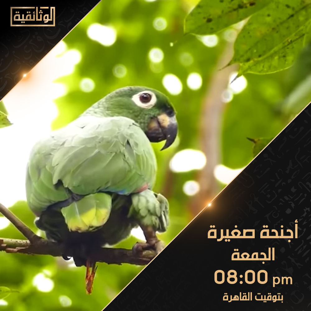 برامج الوثائقية