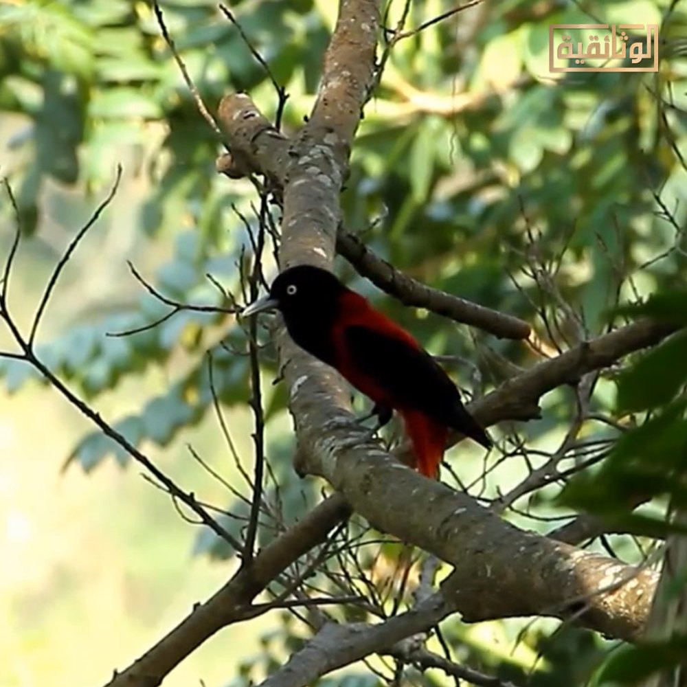 طائر الصفارية الأحمر