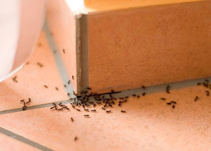 بمكونات من مطبخك: طرق آمنة للتخلص من النمل بسهولة
