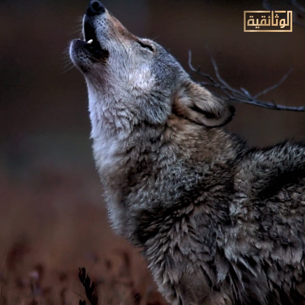 حيوان الذئب على قناة الوثائقية