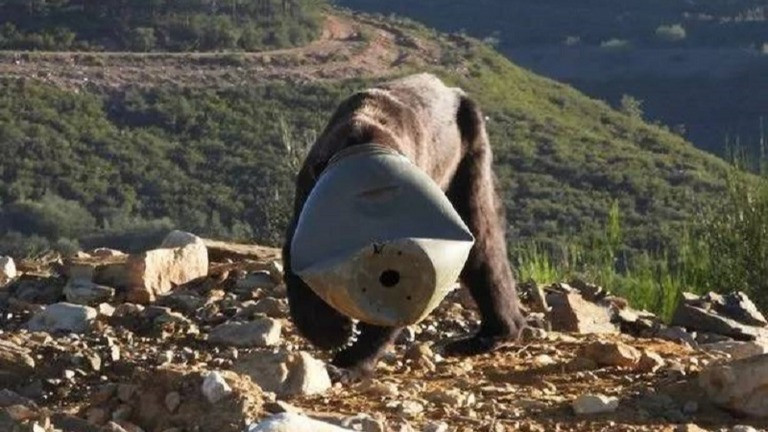 دب