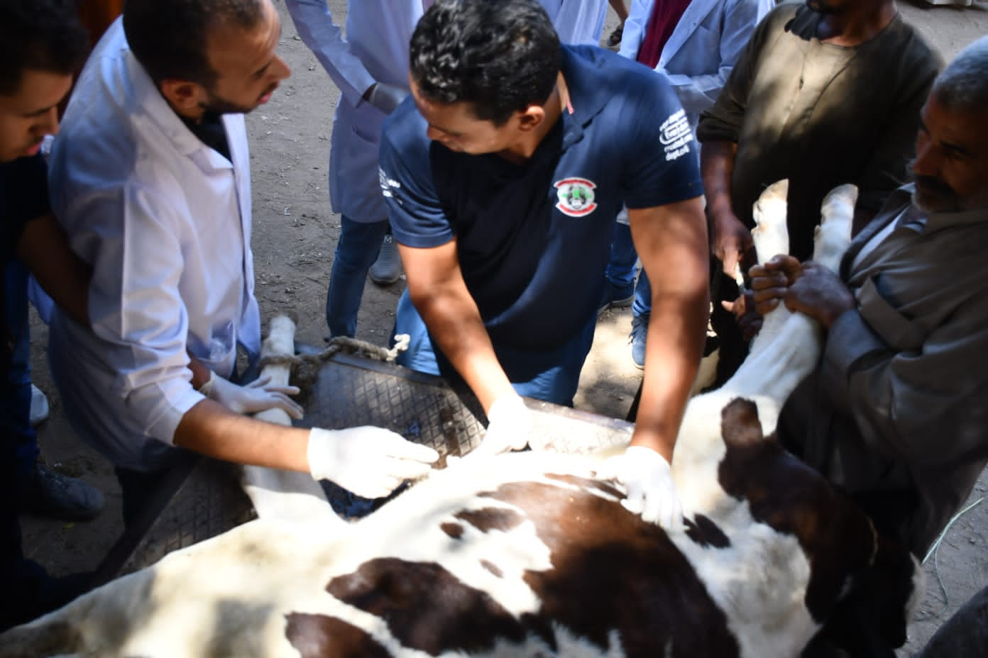 قافلة جامعة سوهاج البيطرية