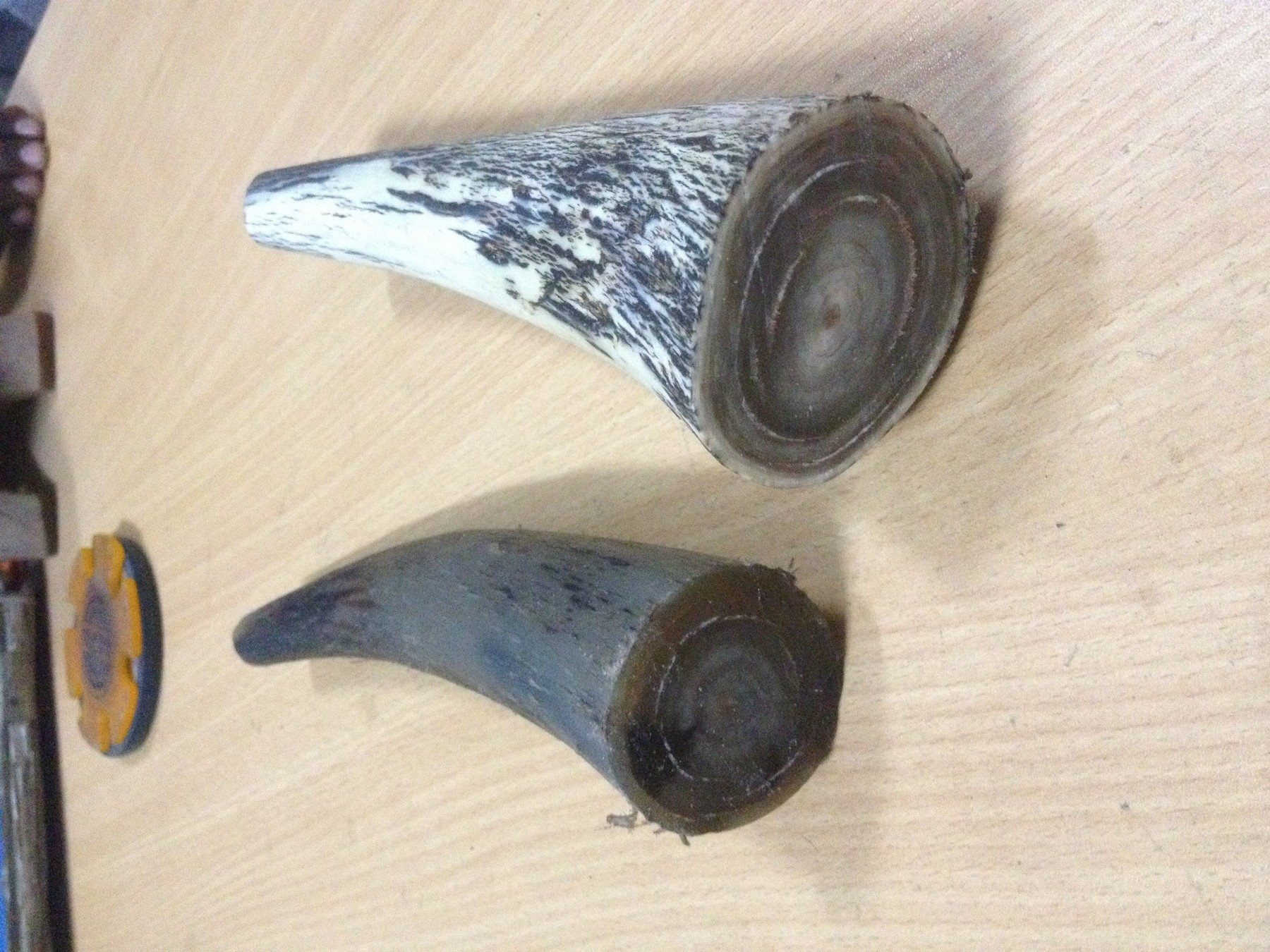 الحياة البرية