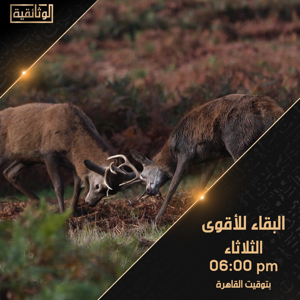 البقاء للأقوى
